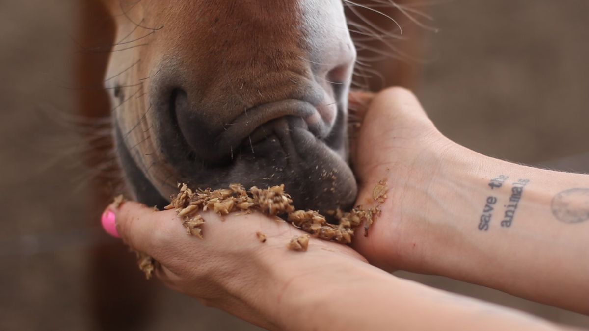 Crítica de "Invisibles", documental sobre la situación de los animales en la alimentación