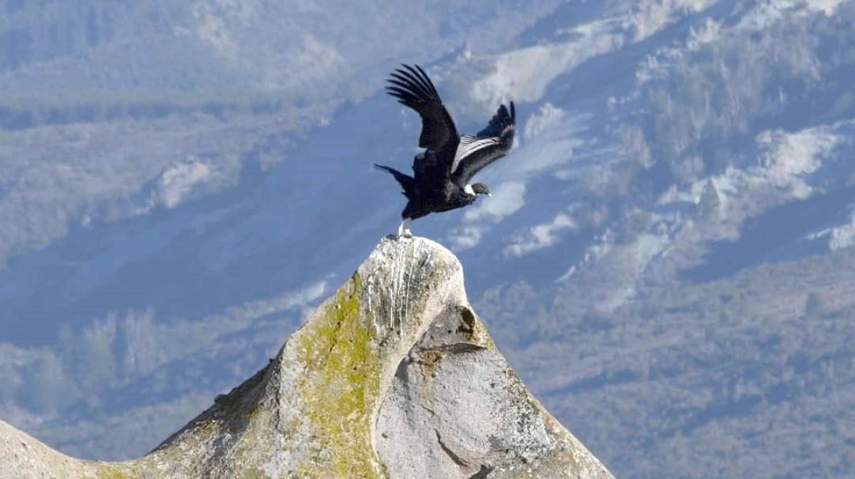 Crítica de "Mankewenüy - Amiga del Cóndor", un viaje de alto vuelo para construir memoria