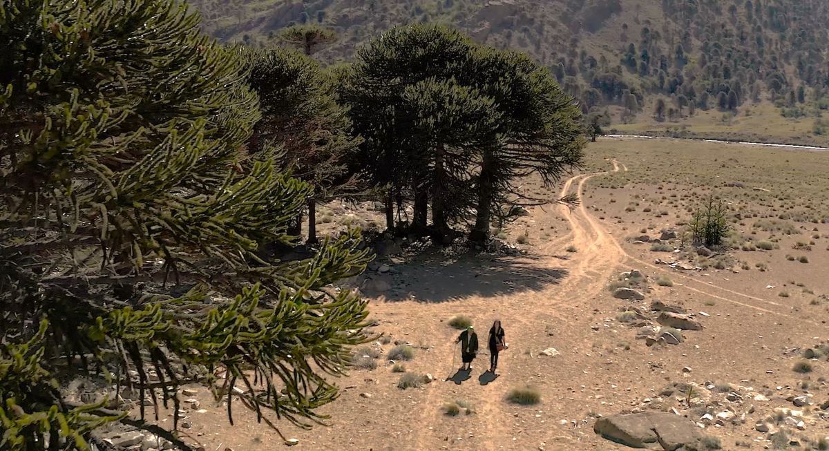 Crítica de "Mankewenüy - Amiga del Cóndor", un viaje de alto vuelo para construir memoria