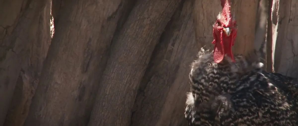 Crítica de "Salidos de la Salamanca", Josefina Zavalía Ábalos y el pueblo que pactó con el diablo