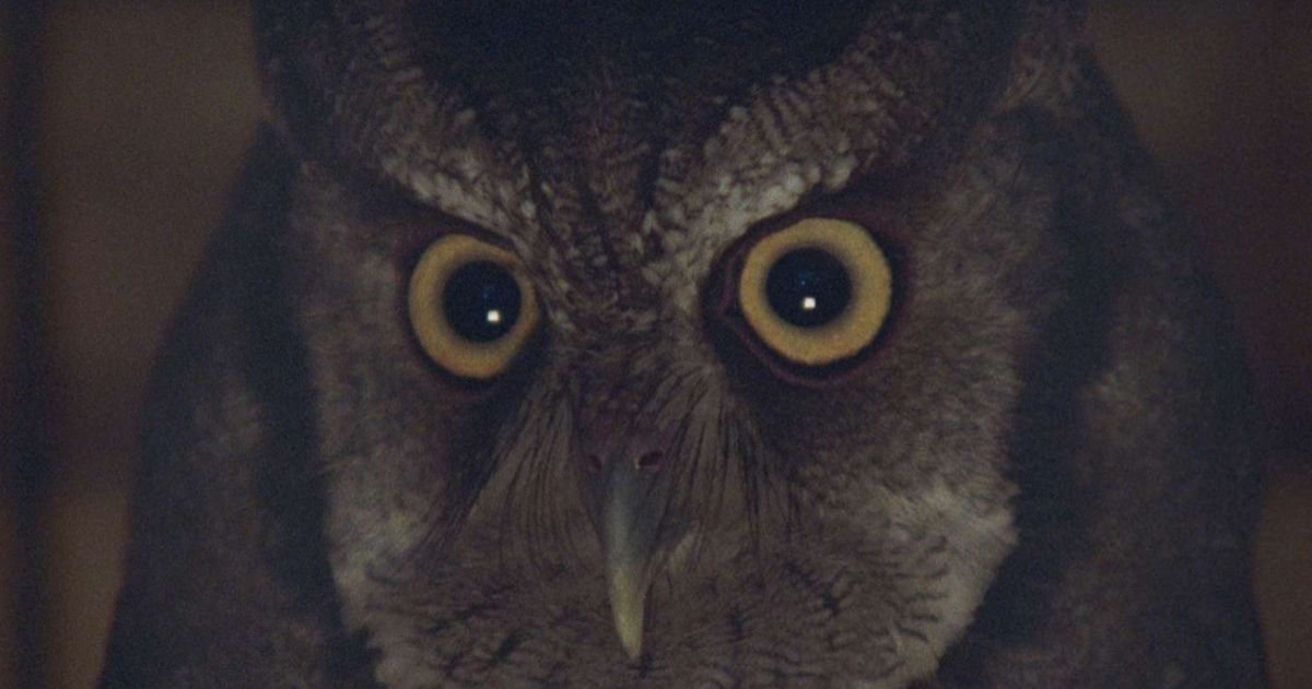 Toda la programación del 14 CineMigrante