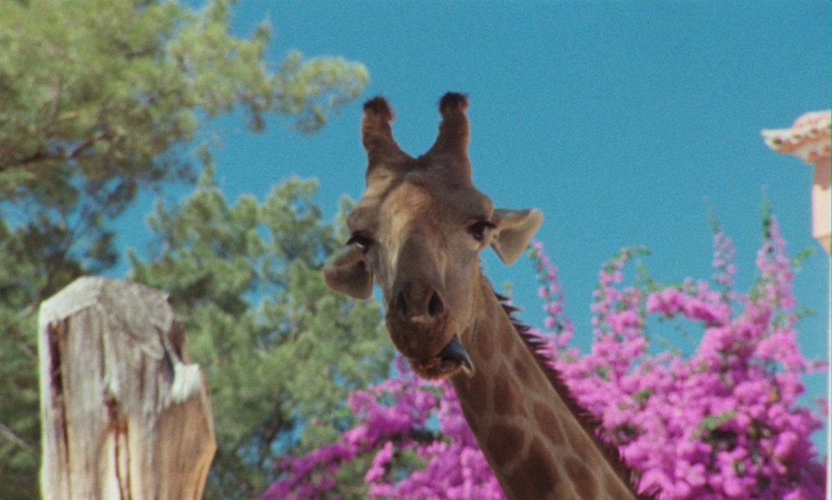 Crítica de "Onde fica esta rua? ou Sem antes nem depois", una reinterpretación audaz de un clásico portugués