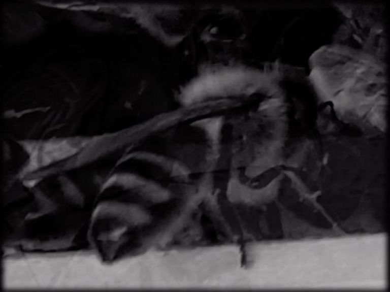 Toda la programación del 4º FICC BUENOS AIRES - Festival Internacional del Cine Cannábico