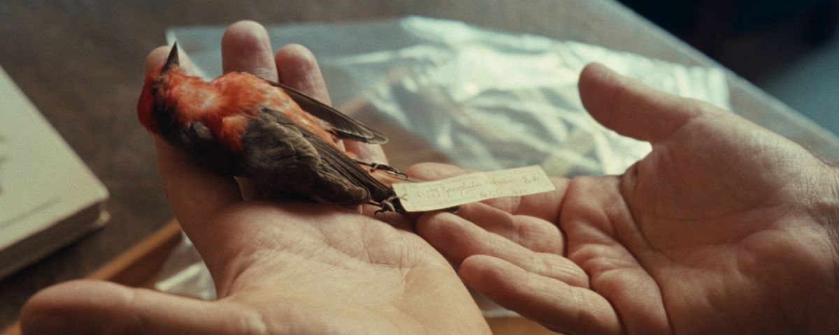 Crítica de "Mixtape La Pampa": Andrés Di Tella tras los pasos de William Henry Hudson