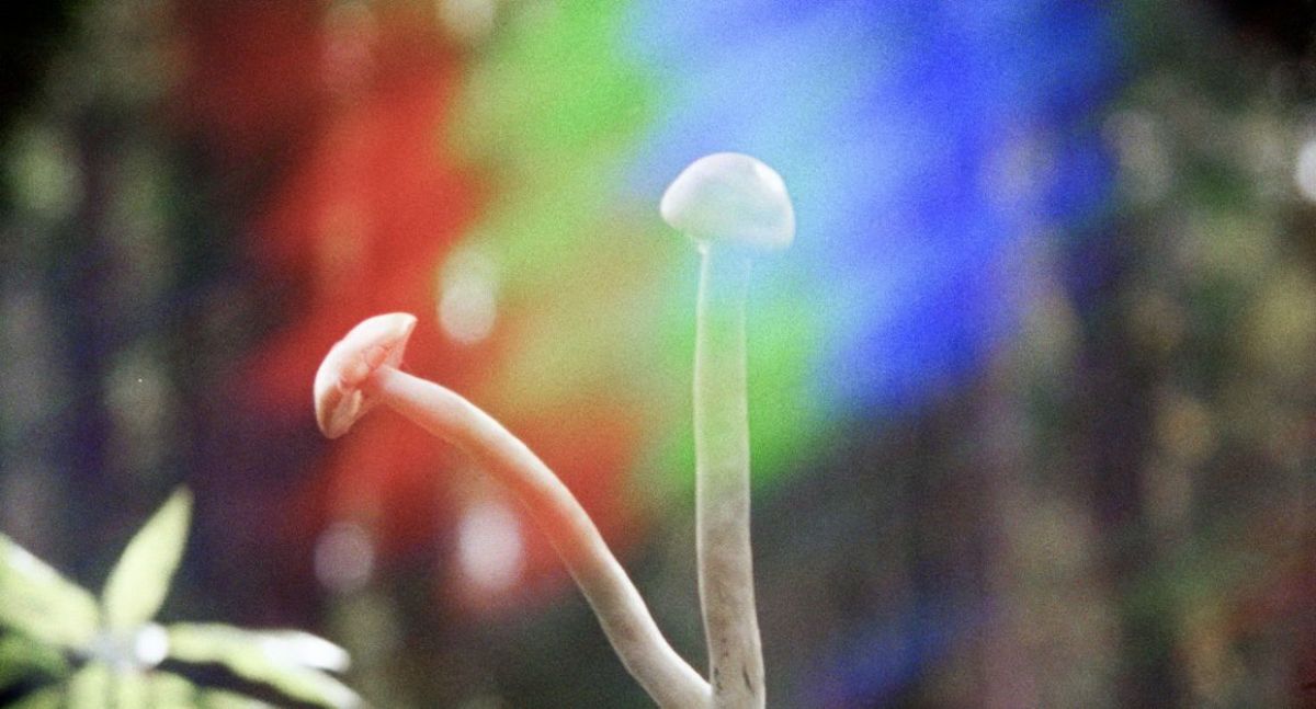 MUBI ofrece contenido exclusivo en julio