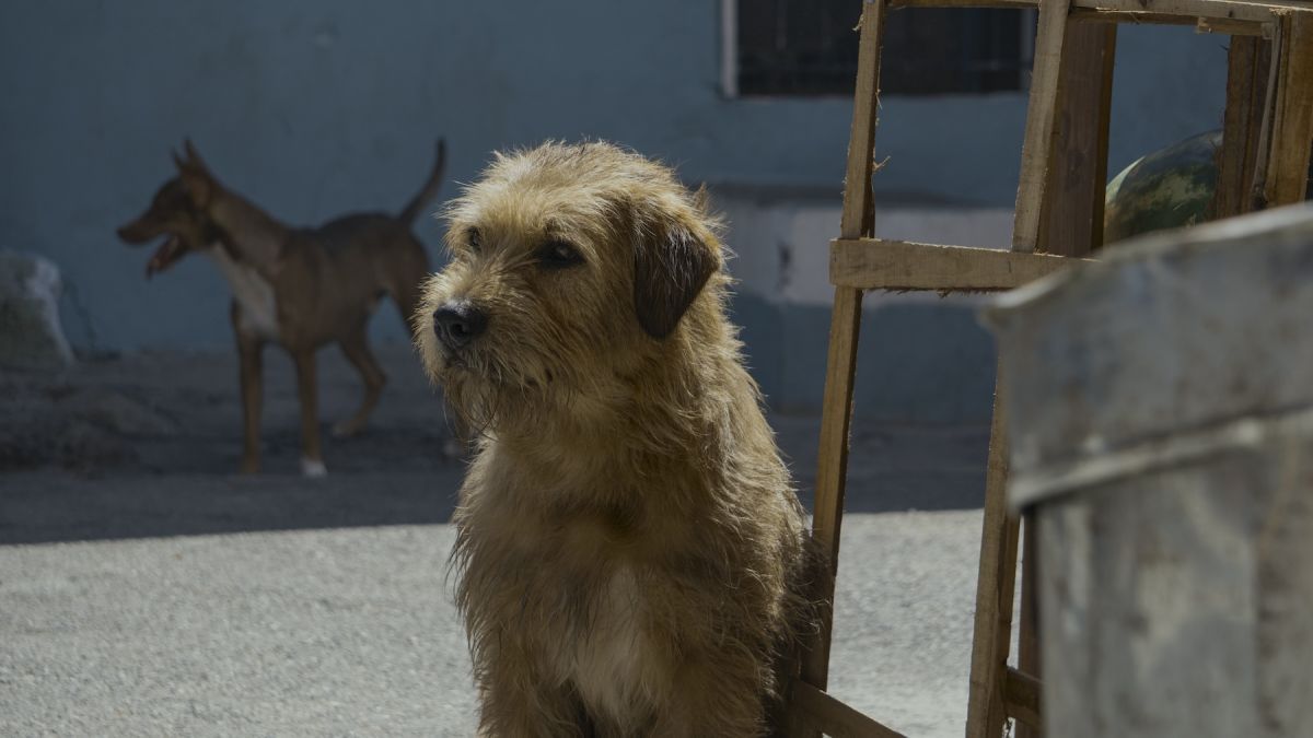 Crítica de “Arthur: Una amistad sin límites”: Mark Wahlberg y su perro deportista