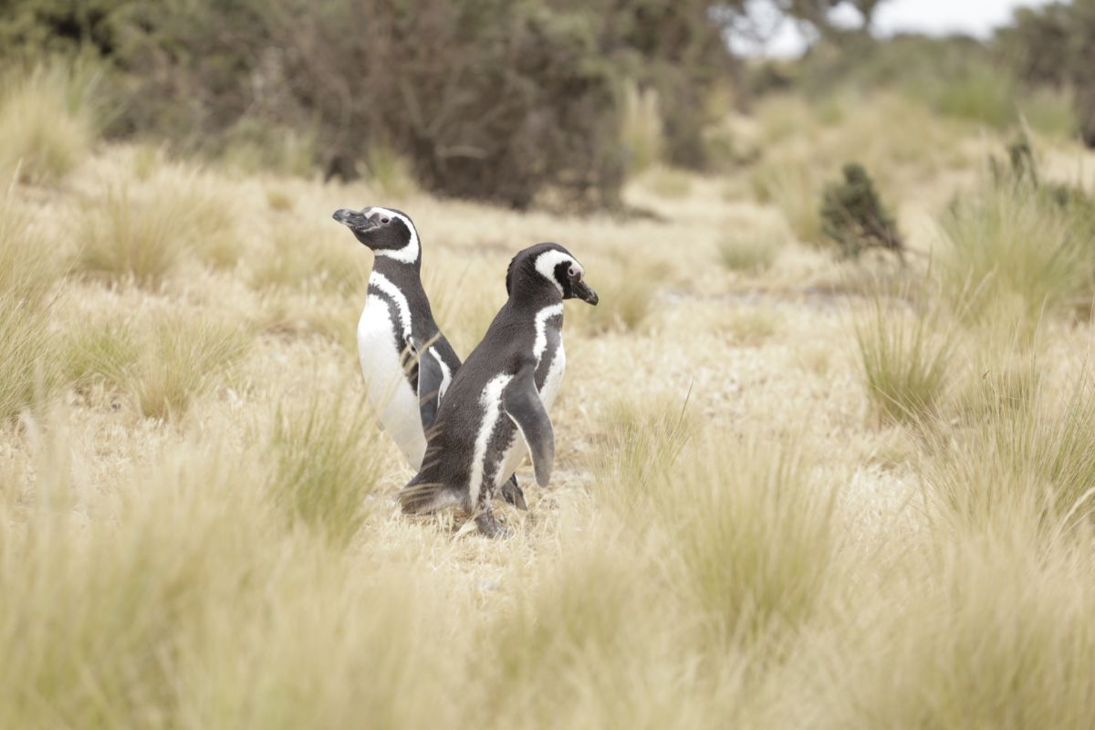 Crítica de “Mi amigo el pingüino”: Jean Reno y una historia real ocurrida en sudamérica