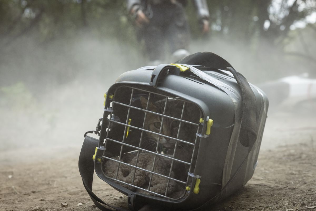 Crítica de “Apocalipsis Z: El principio del fin”: Un viaje de supervivencia por el caos