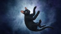 Crítica de “Flow”: Un gato negro como clave para la supervivencia de la humanidad