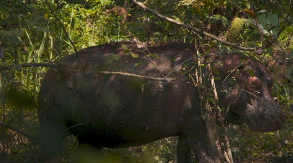 Todos los estrenos de MUBI para enero 2025