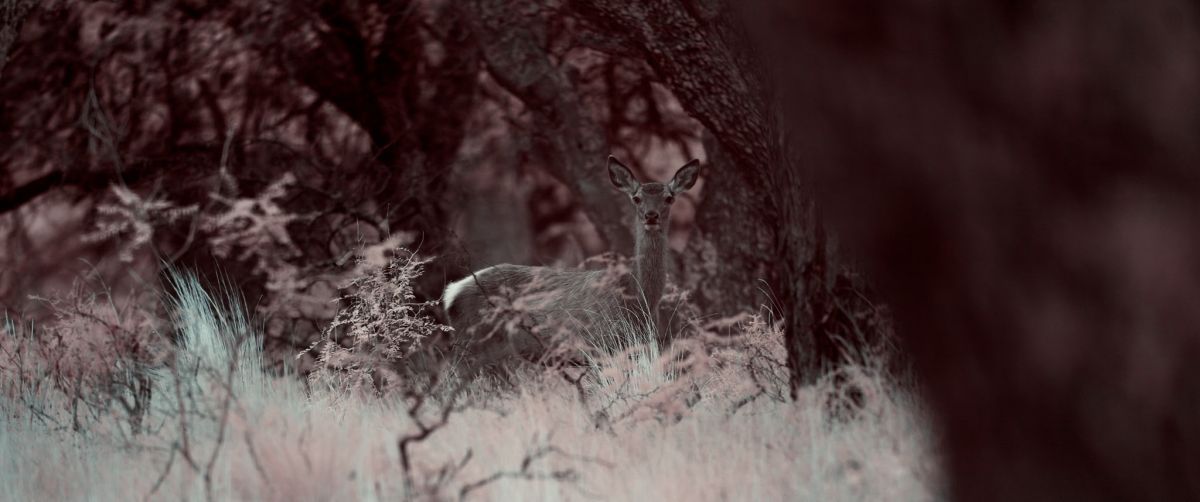 Crítica de "El crepúsculo de las especies": Una visión cinematográfica del colapso ecológico