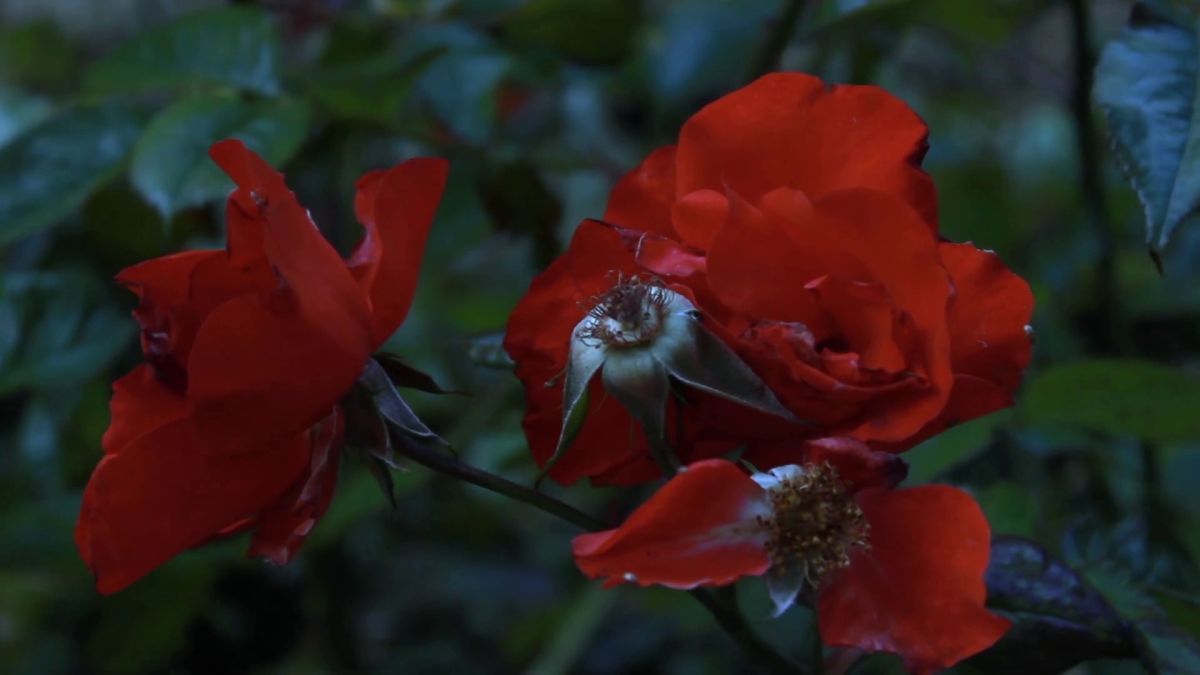 Crítica de “Viento del este”: El legado de una herencia entre Palestina y el Río de La Plata