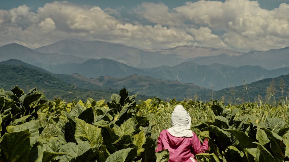 Crítica de “Wakay, mujeres del tabacal”: Un viaje introspectivo a una realidad no tan lejana