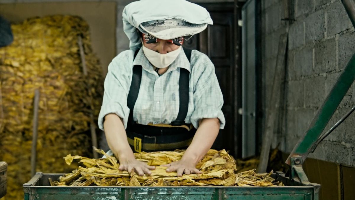 Crítica de “Wakay, mujeres del tabacal”: Un viaje introspectivo a una realidad no tan lejana