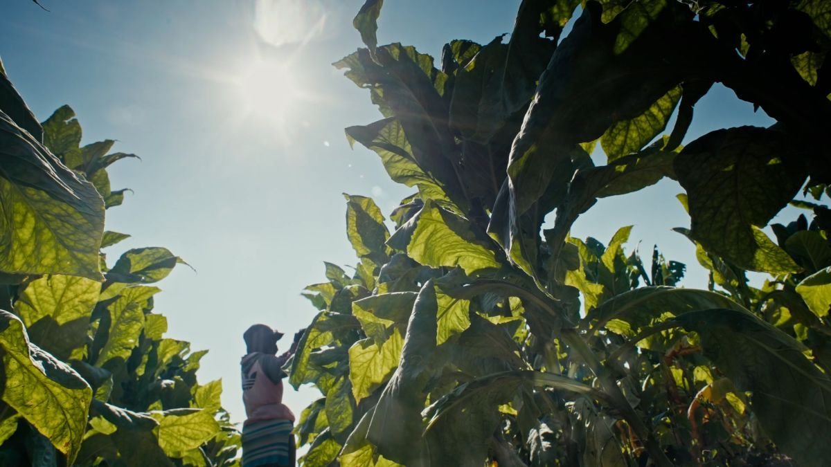 Crítica de “Wakay, mujeres del tabacal”: Un viaje introspectivo a una realidad no tan lejana