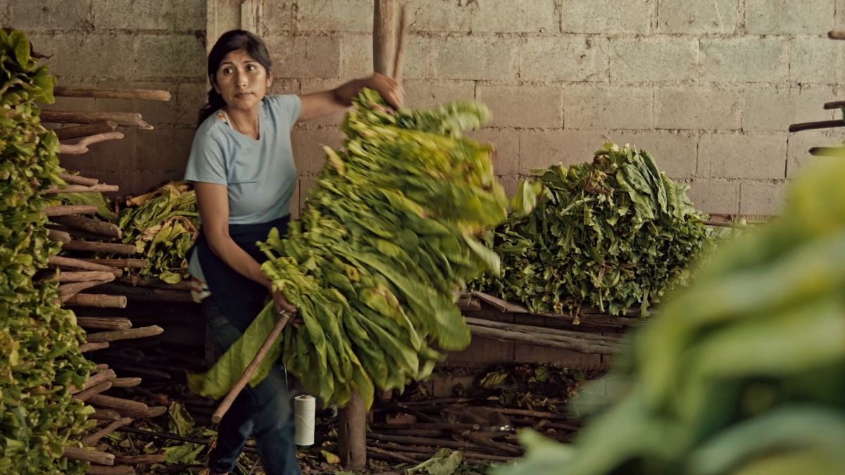 Crítica de “Wakay, mujeres del tabacal”: Un viaje introspectivo a una realidad no tan lejana