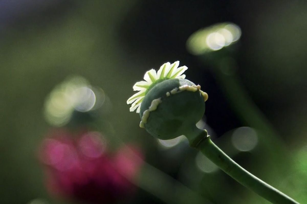 Toda la programación del FECIMU 2025