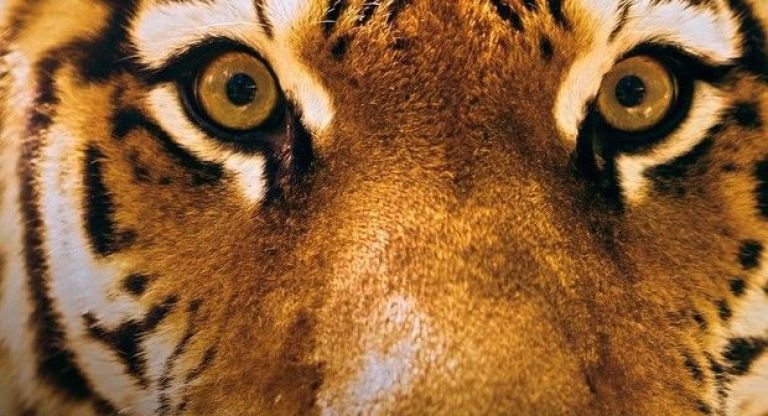 Crítica de "Escape from Extinction Rewilding": el cine como despertador 