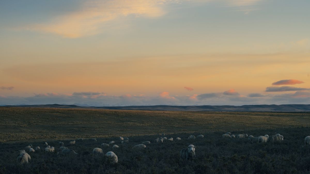 Crítica de "Las voces del silencio": El otro infierno de Malvinas