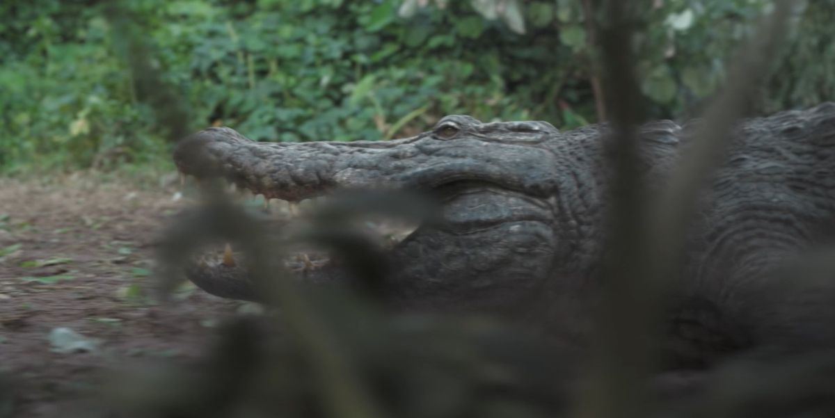 Crítica de “Infierno en el pantano”: Cocodrilos y cocaína en el Bayou