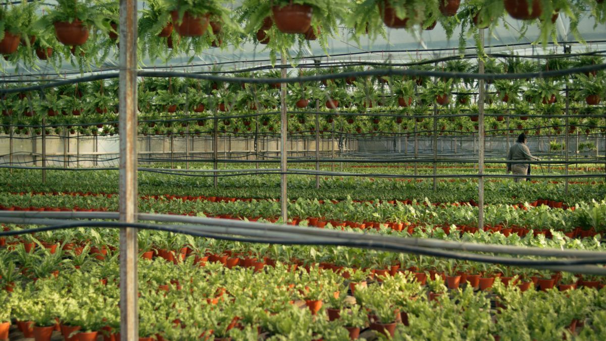 Crítica de "El amo del jardín": la huella japonesa de Yasuo Inomata en Argentina