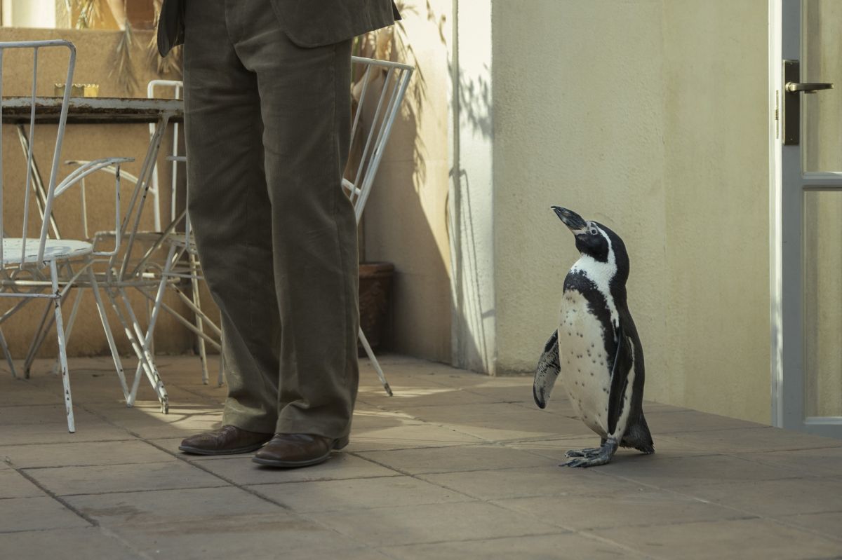 Crítica de “Lecciones de un pingüino”: La metáfora del pingüino en plena dictadura argentina