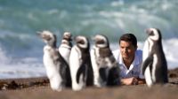 Crítica de "El señor de los pingüinos": un documental educativo sobre la conservación de estas aves marinas