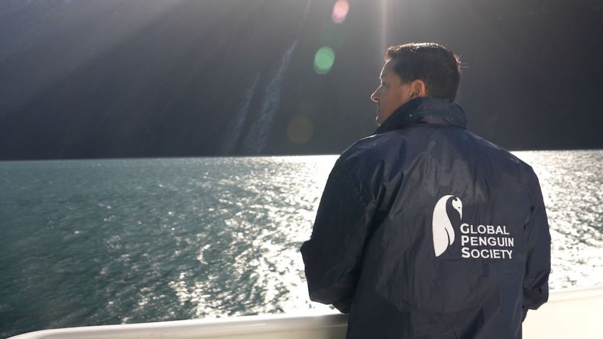 Crítica de "El señor de los pingüinos": un documental educativo sobre la conservación de estas aves marinas