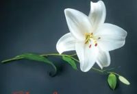 "Las fuerzas contrarias": pandemia y memoria en la saga literaria de Lorenzo Silva