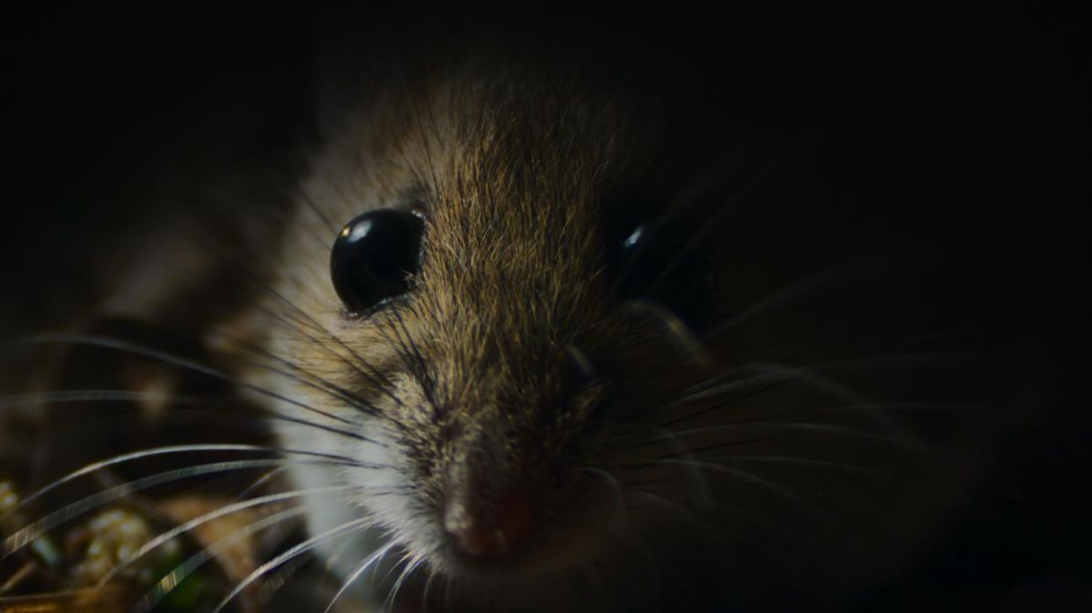 Crítica de “Naturaleza de pesadilla”: cuando el documental se disfraza de cuento de terror