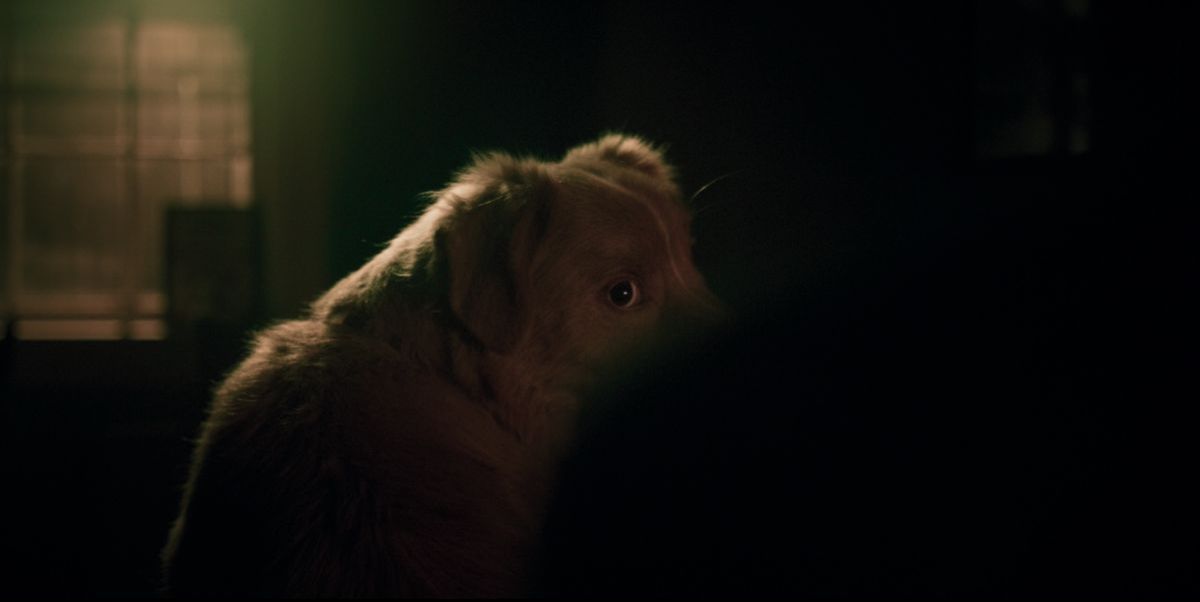 Crítica de “Good Boy”: Terror perruno que encuentra una nueva mirada para el género