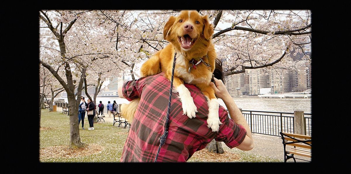 Crítica de “Good Boy”: Terror perruno que encuentra una nueva mirada para el género