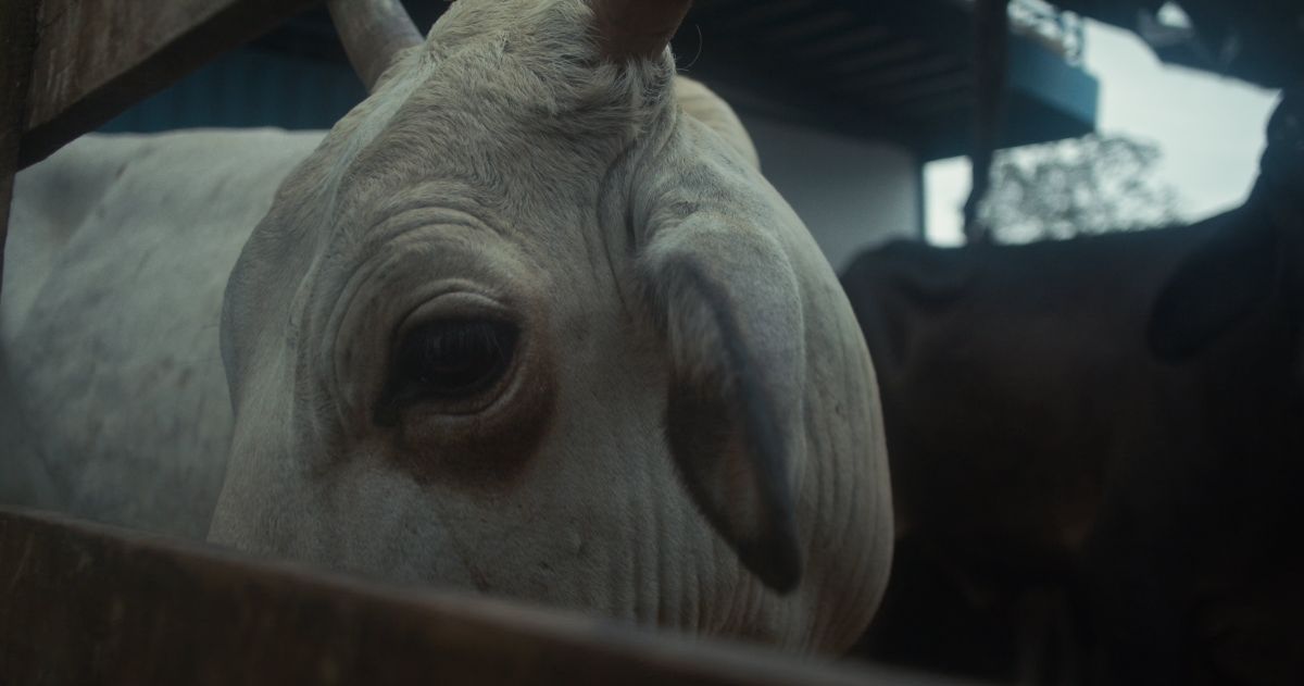 Crítica de "Amantes en el cielo": identidades trans que navegan el Amazonas