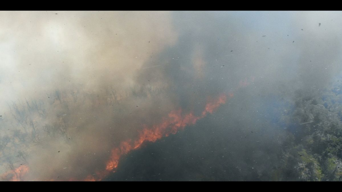 Crítica de "Brigadistas": cuando el cine observa a quienes custodian la naturaleza