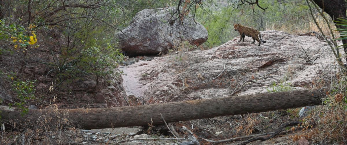 Crítica de "The American Southwest": El grito de los nativos hacia un futuro sostenible