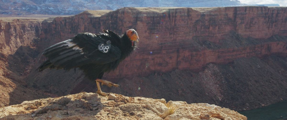 Crítica de "The American Southwest": El grito de los nativos hacia un futuro sostenible