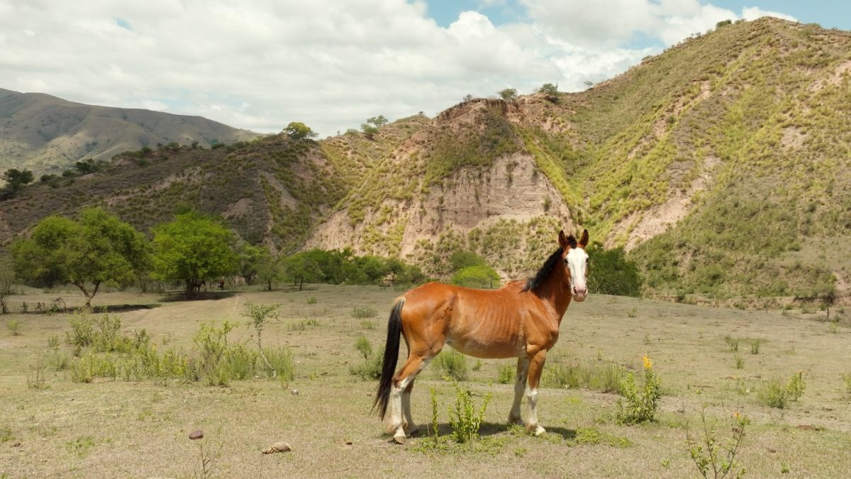Crítica de “Nuestra tierra”: Lucrecia Martel y un documental sobre memoria, justicia y despojo