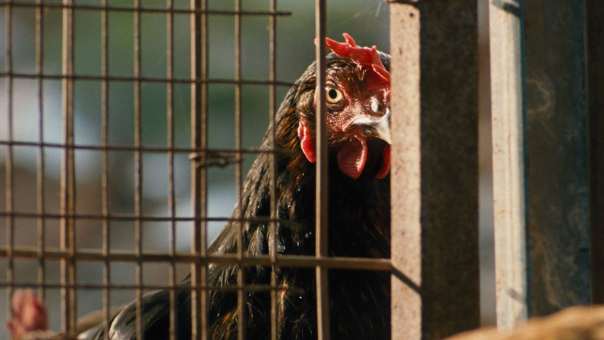 Crítica de “Hen”: La odisea de una gallina en un mundo inhumano