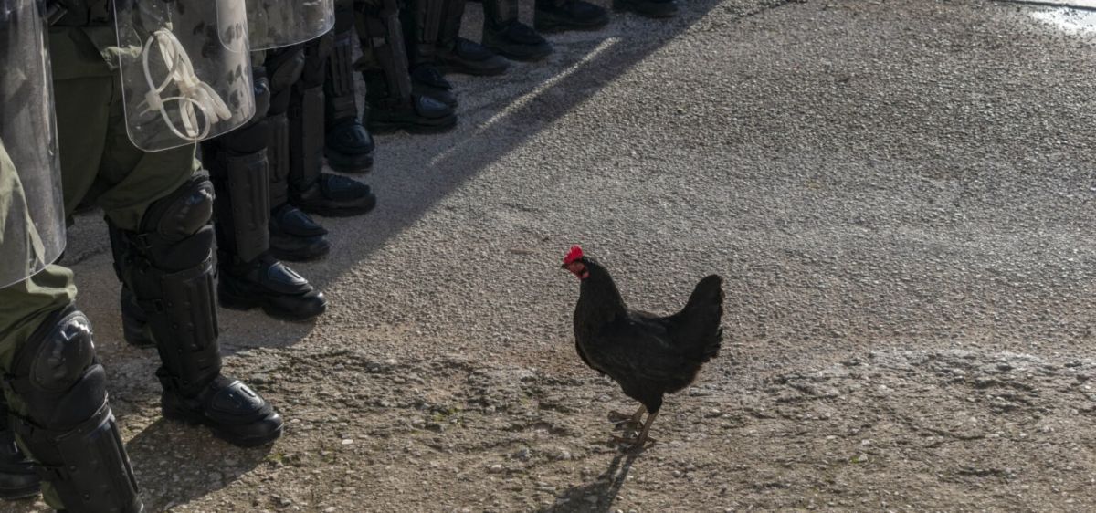 Crítica de “Hen”: La odisea de una gallina en un mundo inhumano