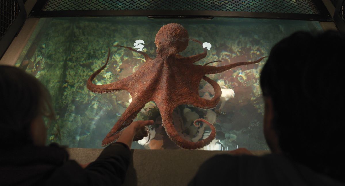 Crítica de “Criaturas luminosas”: Sally Field y una emotiva fábula narrada por un pulpo