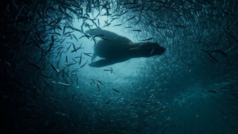 Bonito CineSur 2026 anuncia su programación con estrenos, competencias sudamericanas y homenajes a Paulina García y Vincent Carelli